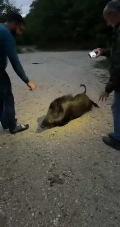 Encountering a wild boar