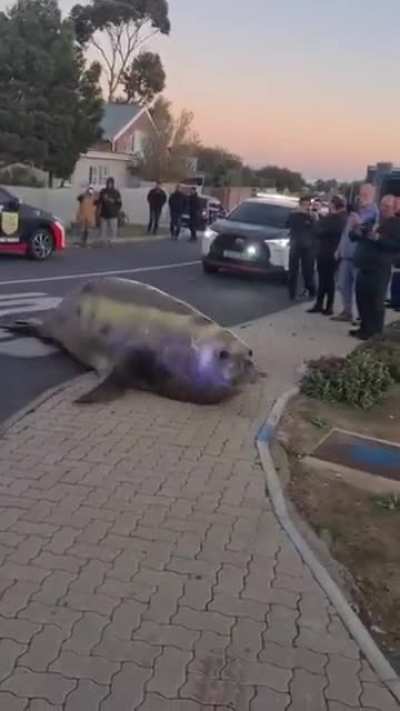 Video of the elephant seal found in Gordon&rsquo;s Bay.