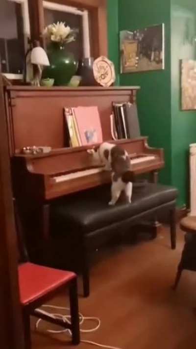 imagine hearing this in the middle of the night and realising you don&rsquo;t have a cat.