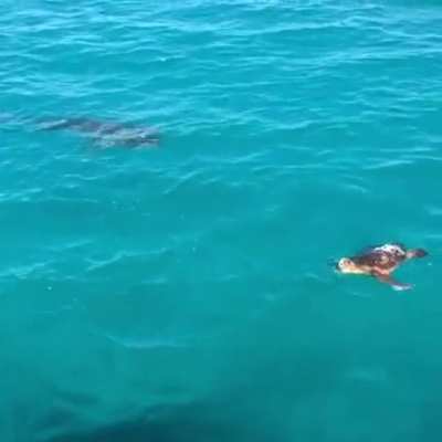 Turtle defends itself against a shark attack