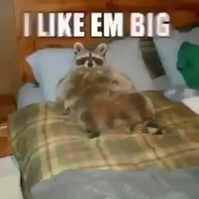 Here comes the big chonky boy.