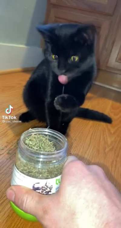 Gato Falopa