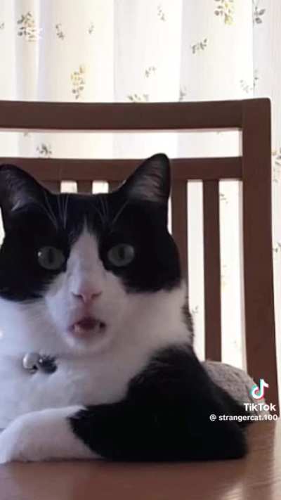 Hola illojuan y Alos que est&eacute;n viendo este meme (video no mio creditos a @strangercat.100 en tiktok)
