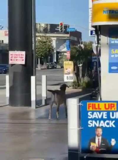 This was back in May. Just a random goat strolling through the gas station on Beverly &amp;amp; Fairfax. Sorry bout the low quality.