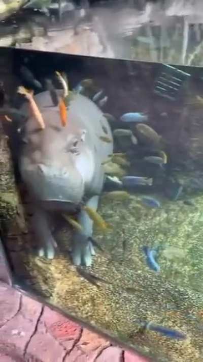 The elusive hiding fish