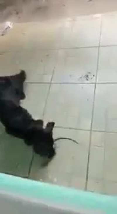 Coitado do ratinho