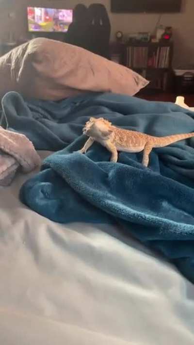 Meet Bellatrix