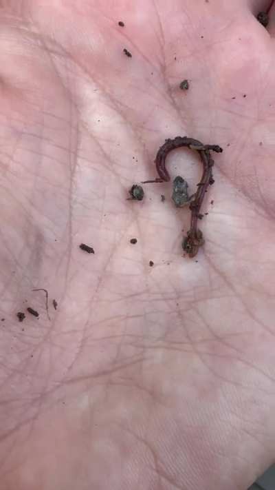 Are these baby E. fetida? I can&rsquo;t find many bigger than this they all seem to be pretty small at the soil surface.