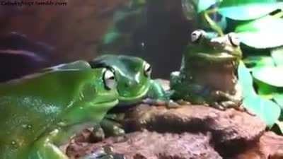 Frog eating demonstration.