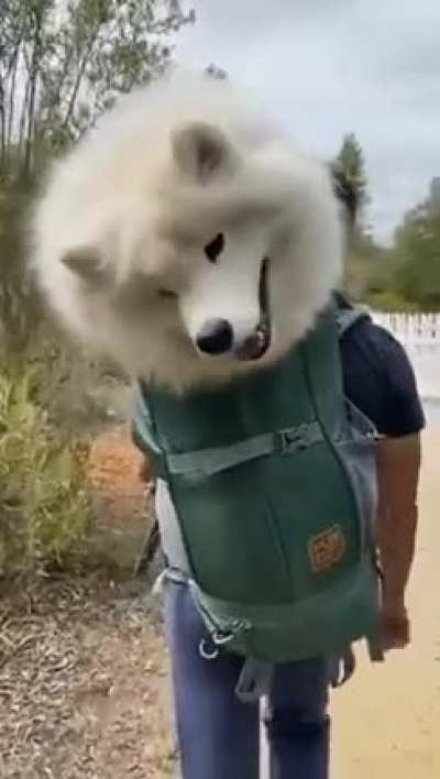 k&ouml;pek &ccedil;antası