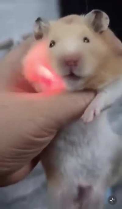 Hampter