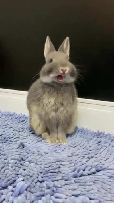 Lazy day 🥰🐰