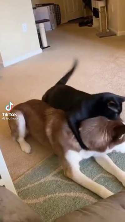 Cat woke up and chose hugs.