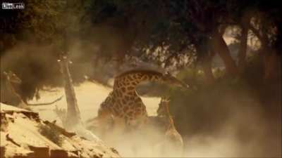 The Greatest Giraffe fight of all time.