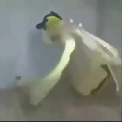 Uyuyuuy