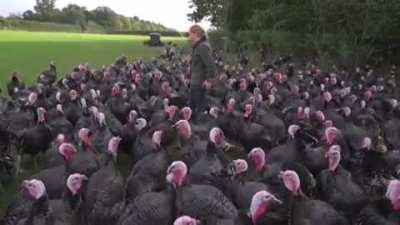 Turkeys have a wicked sense of humour