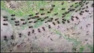 Truce between termites (top) and ants (bottom) with each side having its own line of guards.