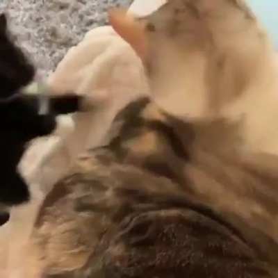 Kitten launches sneak attack