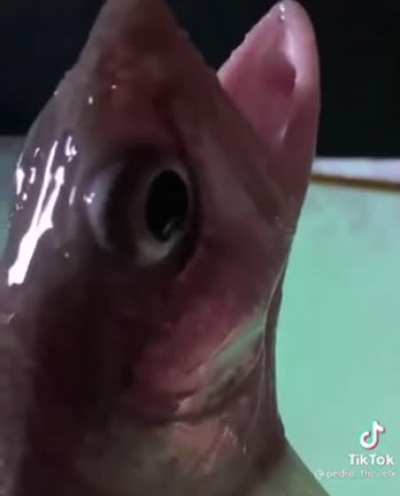Whatever helps you swim
