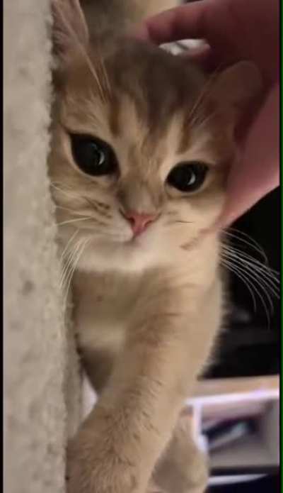 Cutest cat ever <3