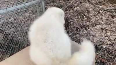 Arctic fox poke