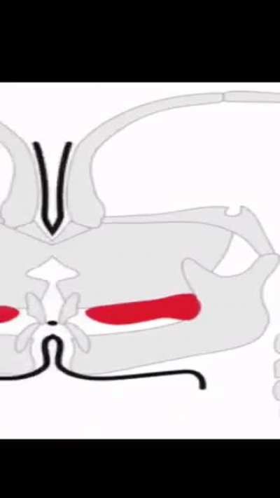 🤫🧏🏻