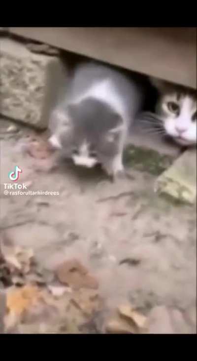 Stop attacking