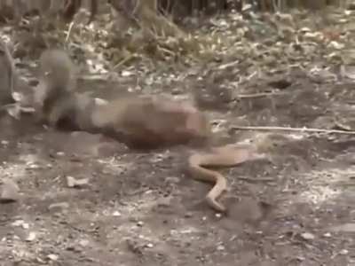 Adult ground squirrels are immune to rattlesnake venom, so they will actively antagonize the snakes in order to distract them from a nest full of babies who haven&rsquo;t developed the resistance yet