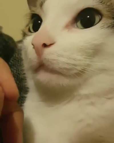 Boop mlem boop mlem boop mlem