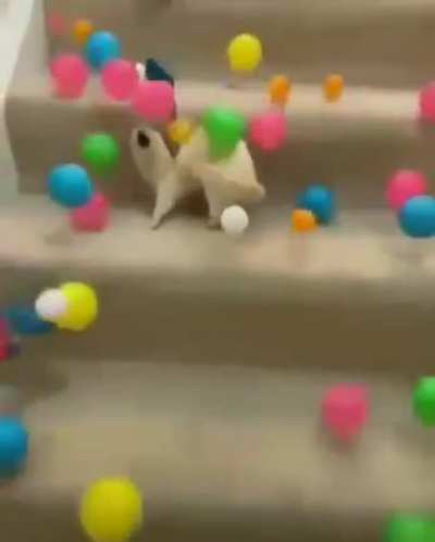 \ (•◡•) /