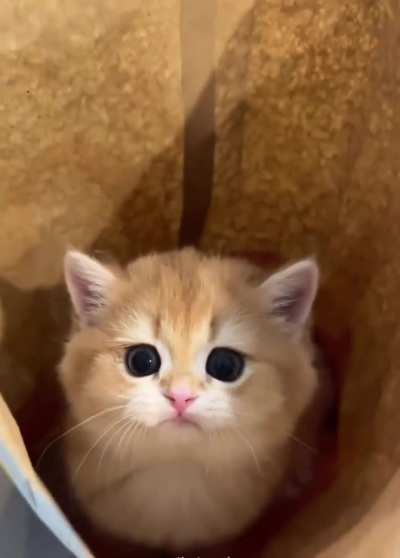 Mister Nuggets??
