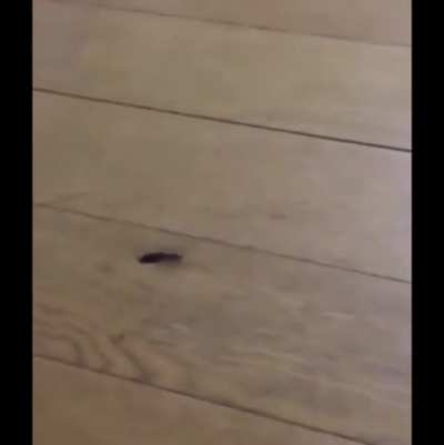 That's not how you catch a centipede