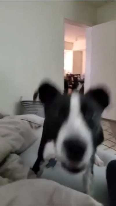 Woof irl