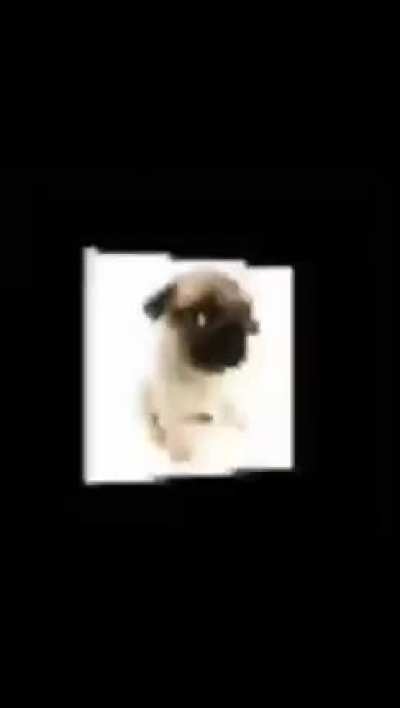 :o