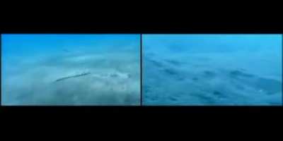 Mimic octopus can imitate 15 different sea creatures that are venomous or have less enemies. Flat fish, Sea snake, Lion fish... (from YouTube) link in the comments