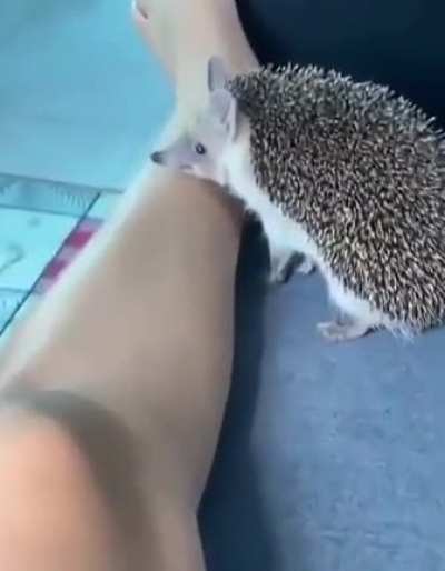 Nom nom