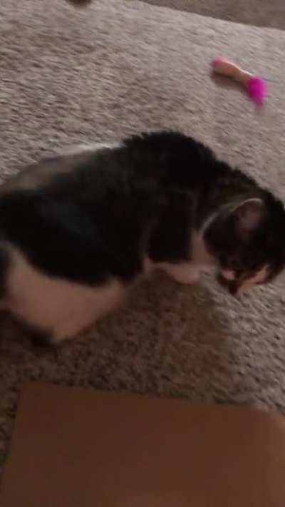 Gracie-Bee: Activated!