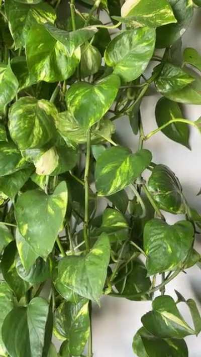 I let my Golden Pothos get outta hand for just this reason. It&rsquo;s like a little jungle for him.