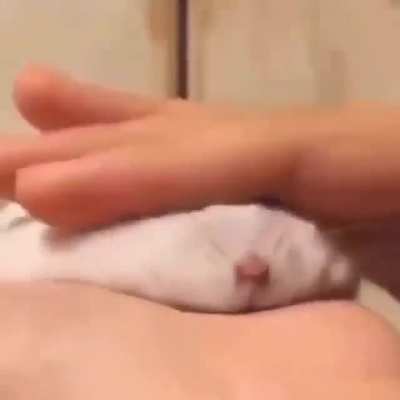 Squimsh