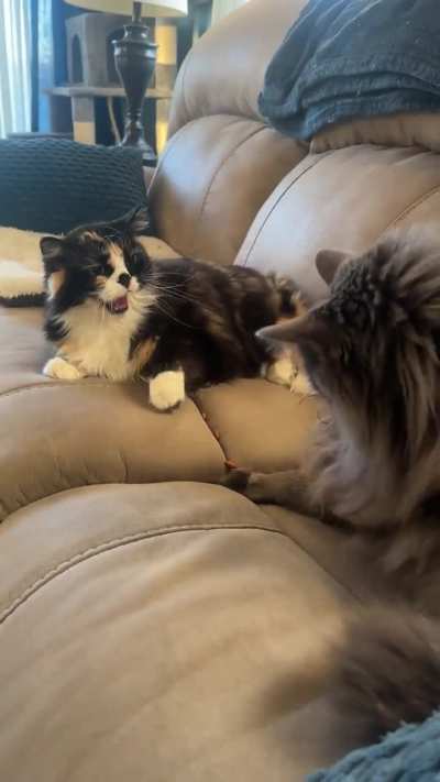 Another day, another foiled attempt by Oliver to steal mob queen Chloe&rsquo;s treats
