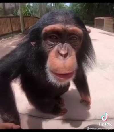 MONKE HAPPY