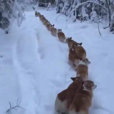 Corgis marching in the snow..