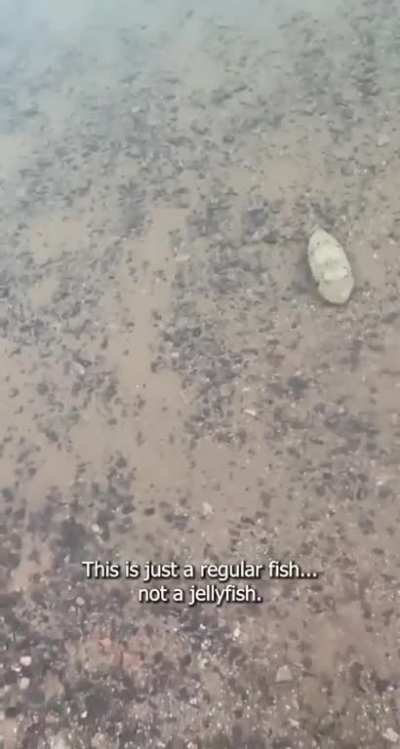 Dutch people vs a cuttlefish