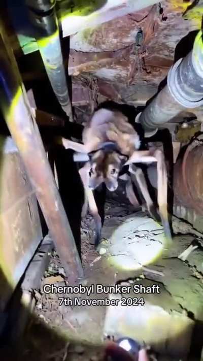 Spider dog.