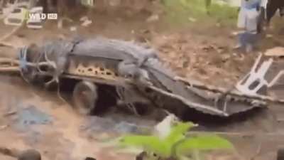 World's largest crocodile trying to escape