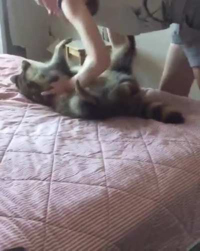 Chonk gets some love, and non-chonk gets jealous