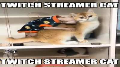 Twitch streamer cat