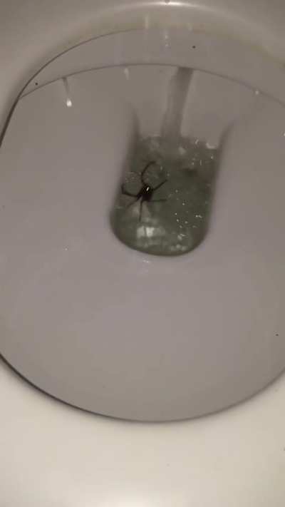 Flushing the toilet