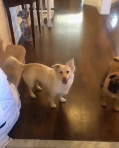 Essa cachorrinha nasceu surda. &Eacute; assim que seus donos fazem ela ela entender que est&aacute; na hora do passeio.