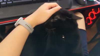 Just giving my cat some pets